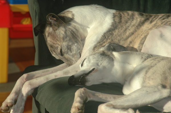 Wyatt and Patriot snuggled in the sun