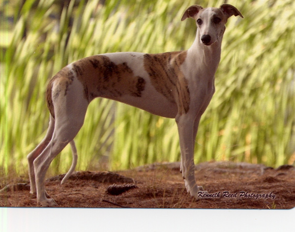 Whippet Slippers