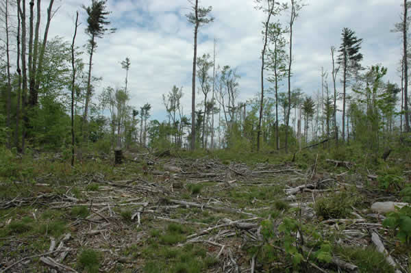 Virtual Clear Cut