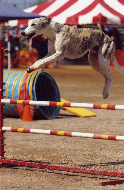 Patriot Jump 3