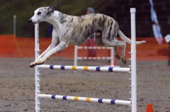 Patriot Jump 2 