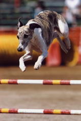 Wyatt Jump 3 