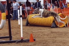 Wyatt Tire 1