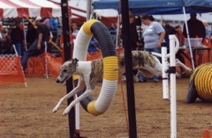 Wyatt Tire 2