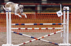 Wyatt Jump 5