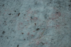 DSC_4177.JPG