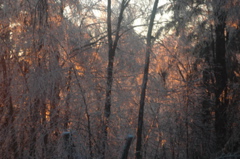 DSC_5215.JPG