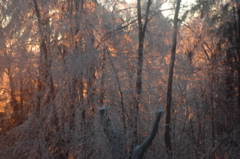 DSC_5217.JPG