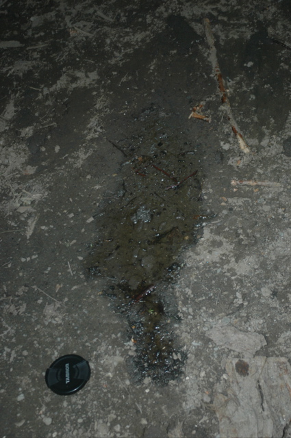 DSC_4611.JPG