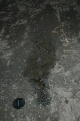 DSC_4611.JPG