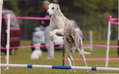 PatriotJump