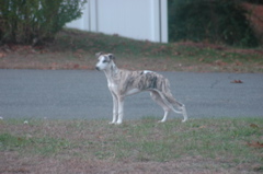 DSC_3919.JPG