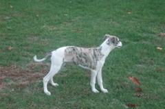 DSC_3931.JPG