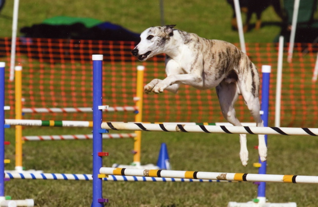 PatriotJump2