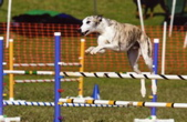 PatriotJump2