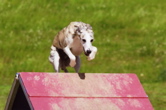 PatriotAFrame