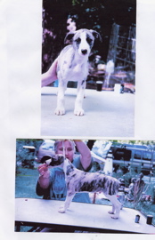 PatPuppy2