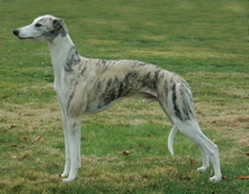 patriotInfoDog