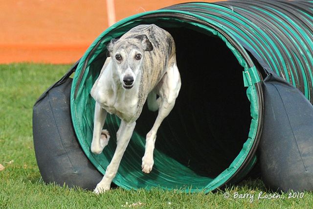 Wyatt Tunnel