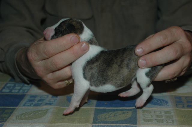 FawnBrindleWhiteGirl