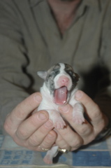 BabyPatriot.jpg