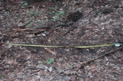 DSC_4473.JPG