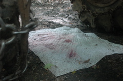 DSC_4483.JPG