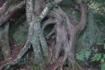 DSC_2433.JPG