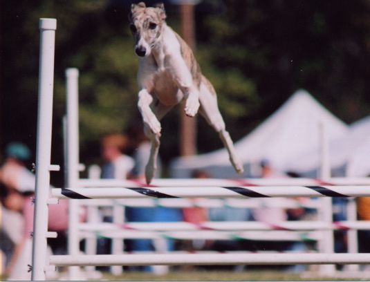 wyattJumpNadac