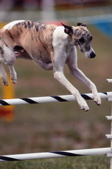 WyattJump1