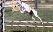 WyattJump2
