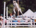 wyattJumpNadac
