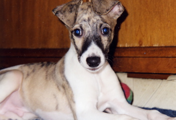 WyattPup01