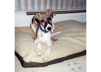 WyattPup03