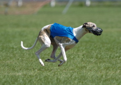 Wyatt11