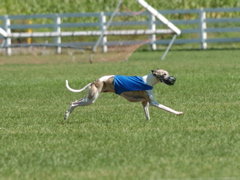 wyatt12