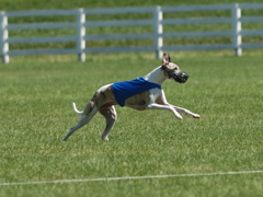wyatt13