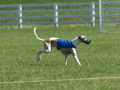 wyatt14